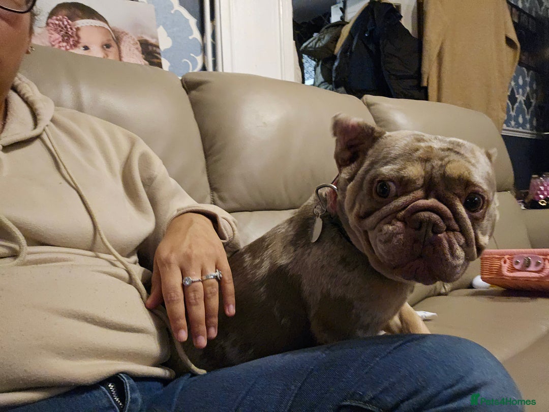 French Bulldog dogs for sale: Female 2 1/2 Yr old French bulldog - Advert 4