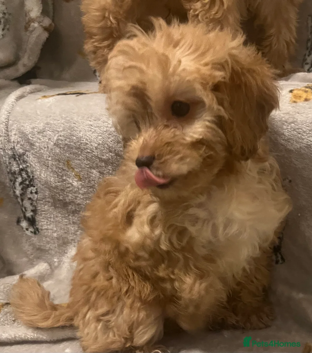 Cockapoo dogs for sale: Cockapoo puppies - Advert 7