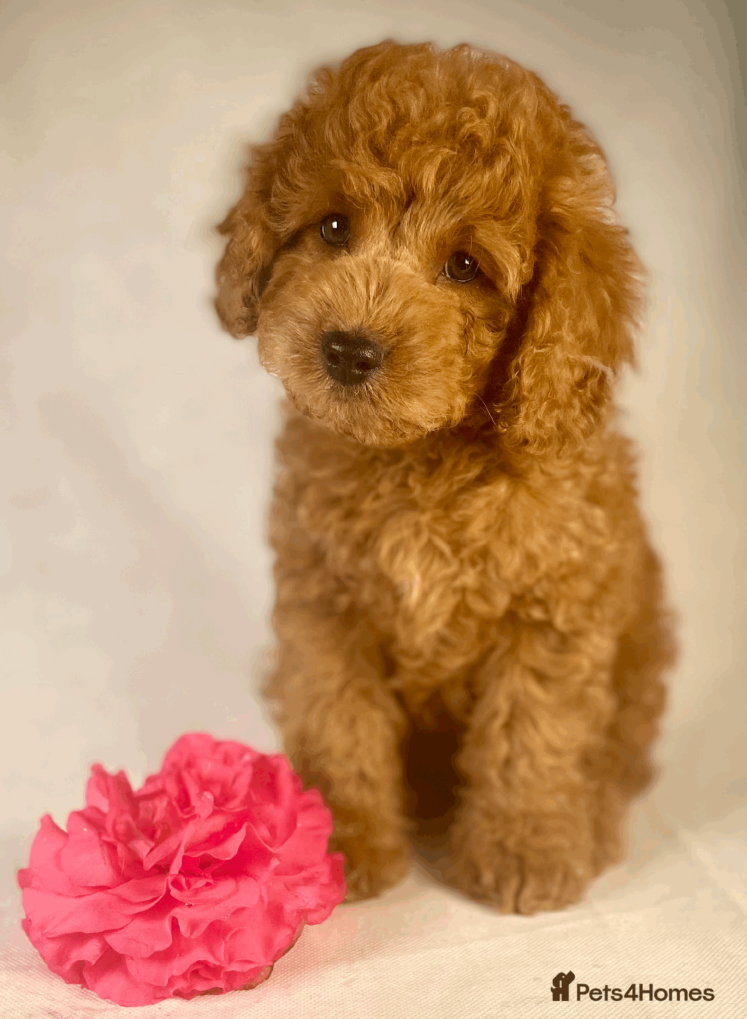 Toy Poodle dogs for stud: Exquisite Proven KC Red Stud DNA Clear Eye Tested - Advert 11