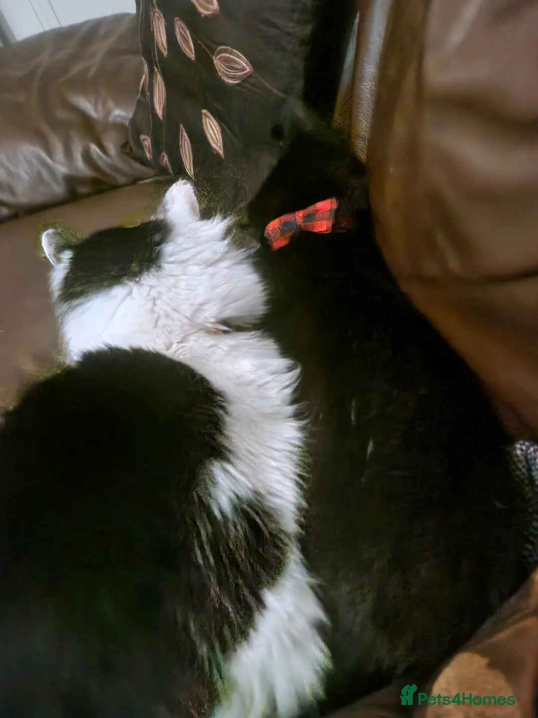 Mixed Breed cats for sale: Smudge- fluffy loving cat - Advert 8