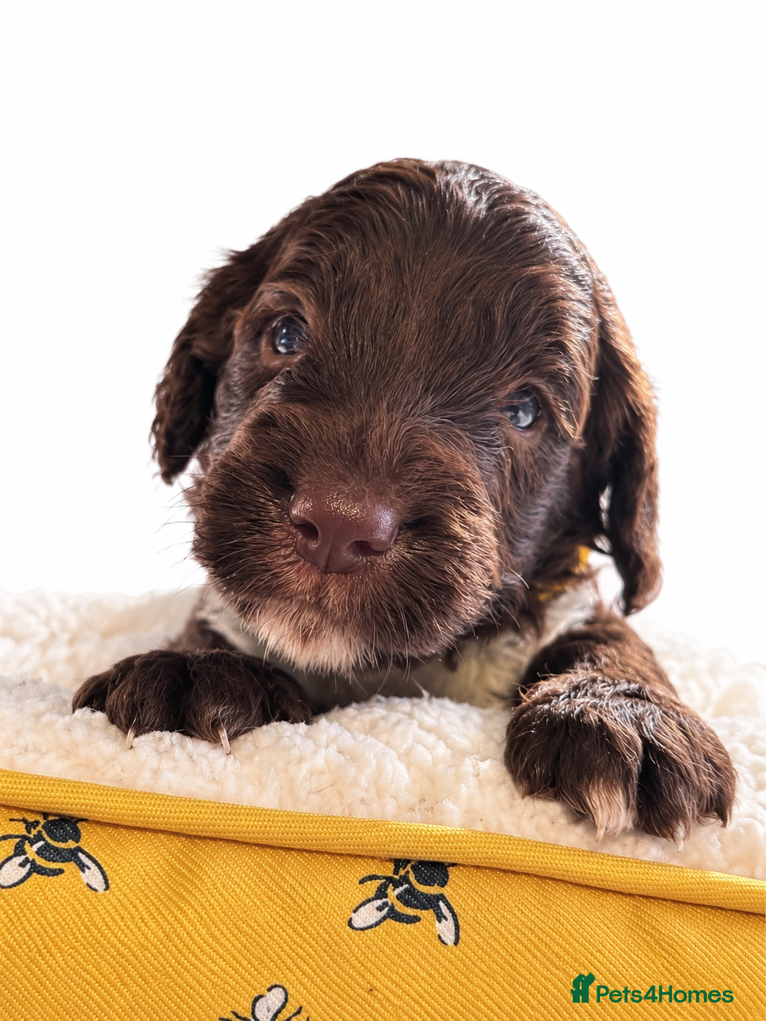 Mixed Breed dogs Beautiful Sproodle Puppies - Advert 3