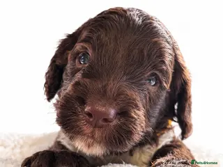 Mixed Breed dogs Beautiful Sproodle Puppies - Advert 4