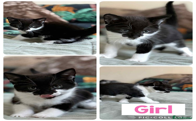 Mixed Breed cats - Advert 7