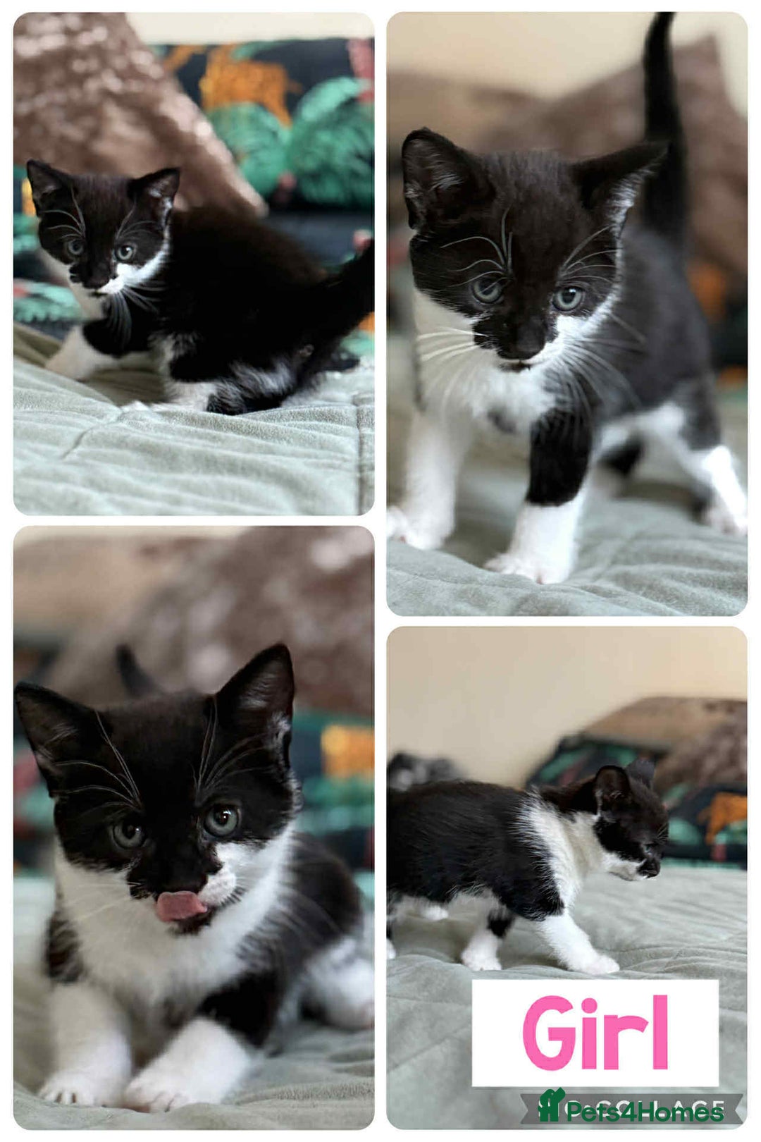 Mixed Breed cats for sale: ⭐ Gorgeous playful kittens ⭐  - Image 1