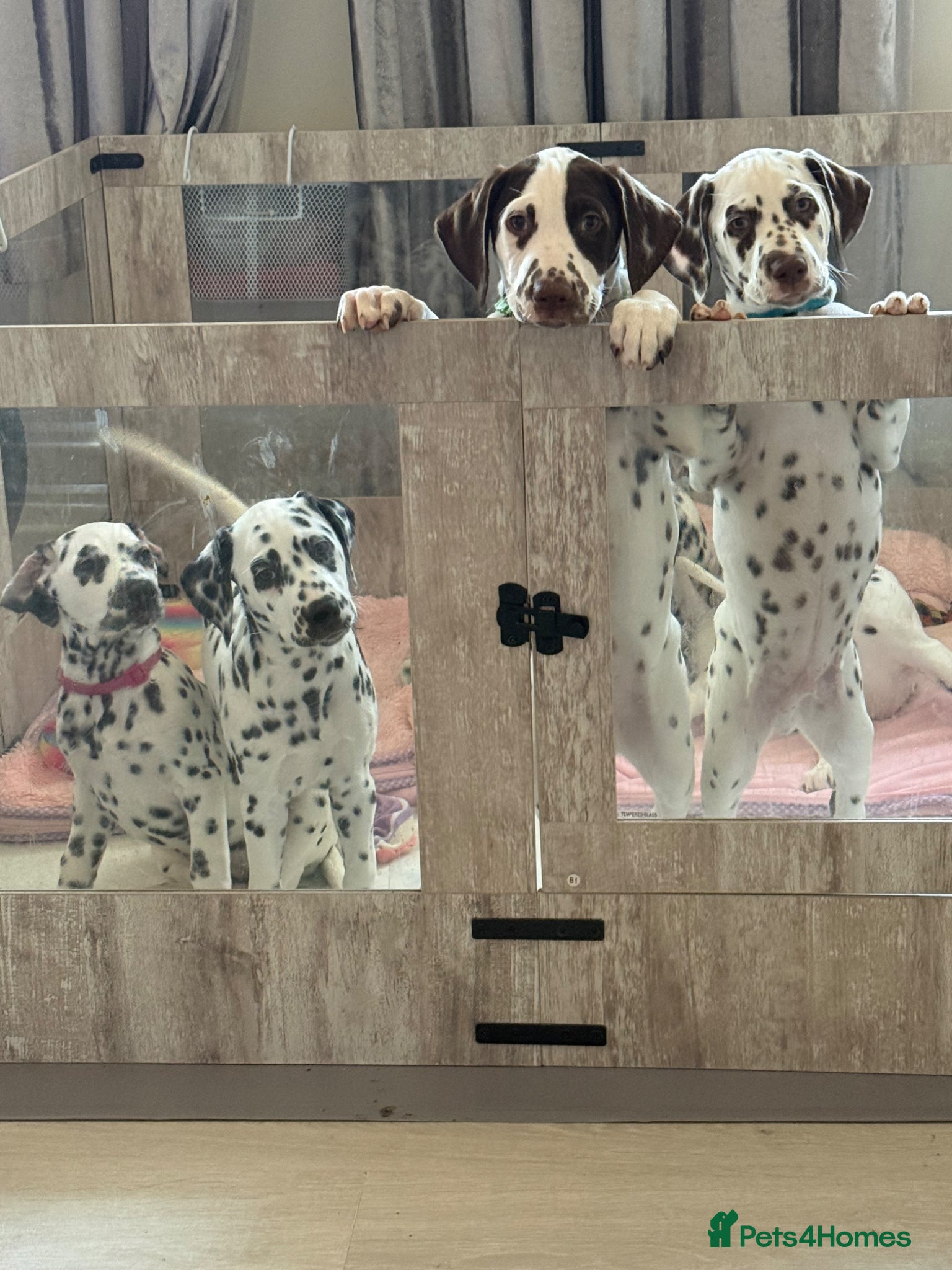 Dalmatian dogs LAST 5 KC REGISTERED DALMATIAN PUPS READY TO LEAVE - Advert 1