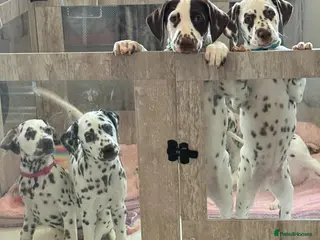 Dalmatian dogs LAST 5 KC REGISTERED DALMATIAN PUPS READY TO LEAVE - Advert 1