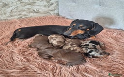 Dachshund dogs for sale: Miniature dachshund puppies PRA CLR - Image 1