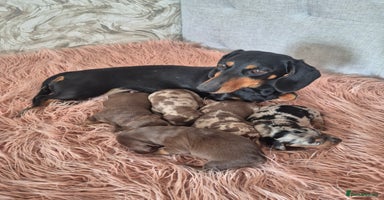 Dachshund dogs - Advert 2