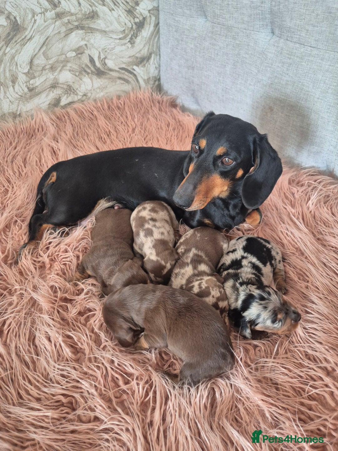 Dachshund dogs for sale: Miniature dachshund puppies PRA CLR - Image 1