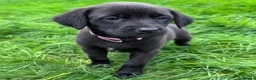 Mixed Breed dogs for sale: HUNTADOR PUPPIES READY FOR THEIR NEW HOMES!  - Advert 14