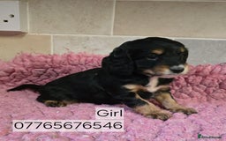 Cockapoo dogs for sale: Classic Cockapoo Puppies Homebred Council Licenced - Advert 3