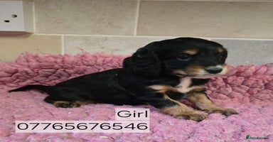 Cockapoo dogs Classic Cockapoo Puppies Homebred Council Licenced - Advert 3