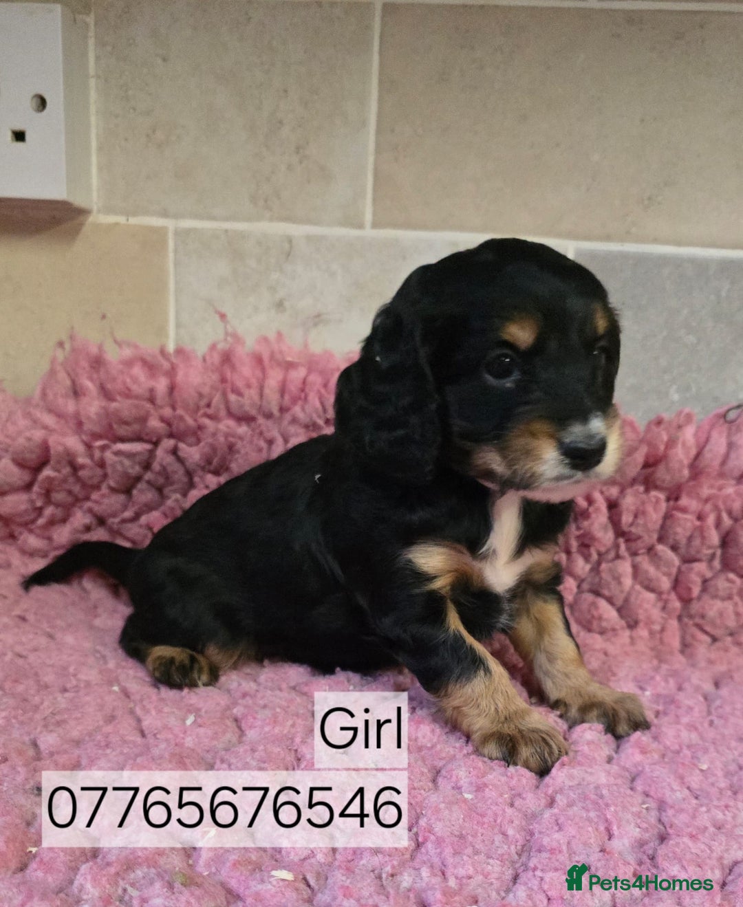 Cockapoo dogs for sale: Classic Cockapoo Puppies Homebred Council Licenced - Advert 3