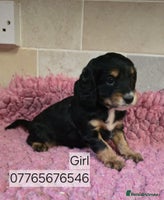 Cockapoo dogs Classic Cockapoo Puppies Homebred Council Licenced - Advert 12