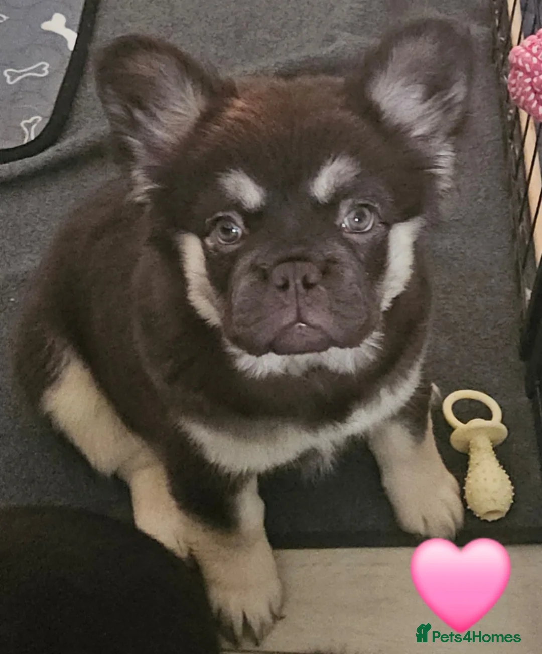 French Bulldog dogs for sale: 1 fluffy boy 1 fluffy girl available now - Advert 2