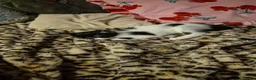 Mixed Breed cats for sale: 2 beautiful boy kittens - Advert 10