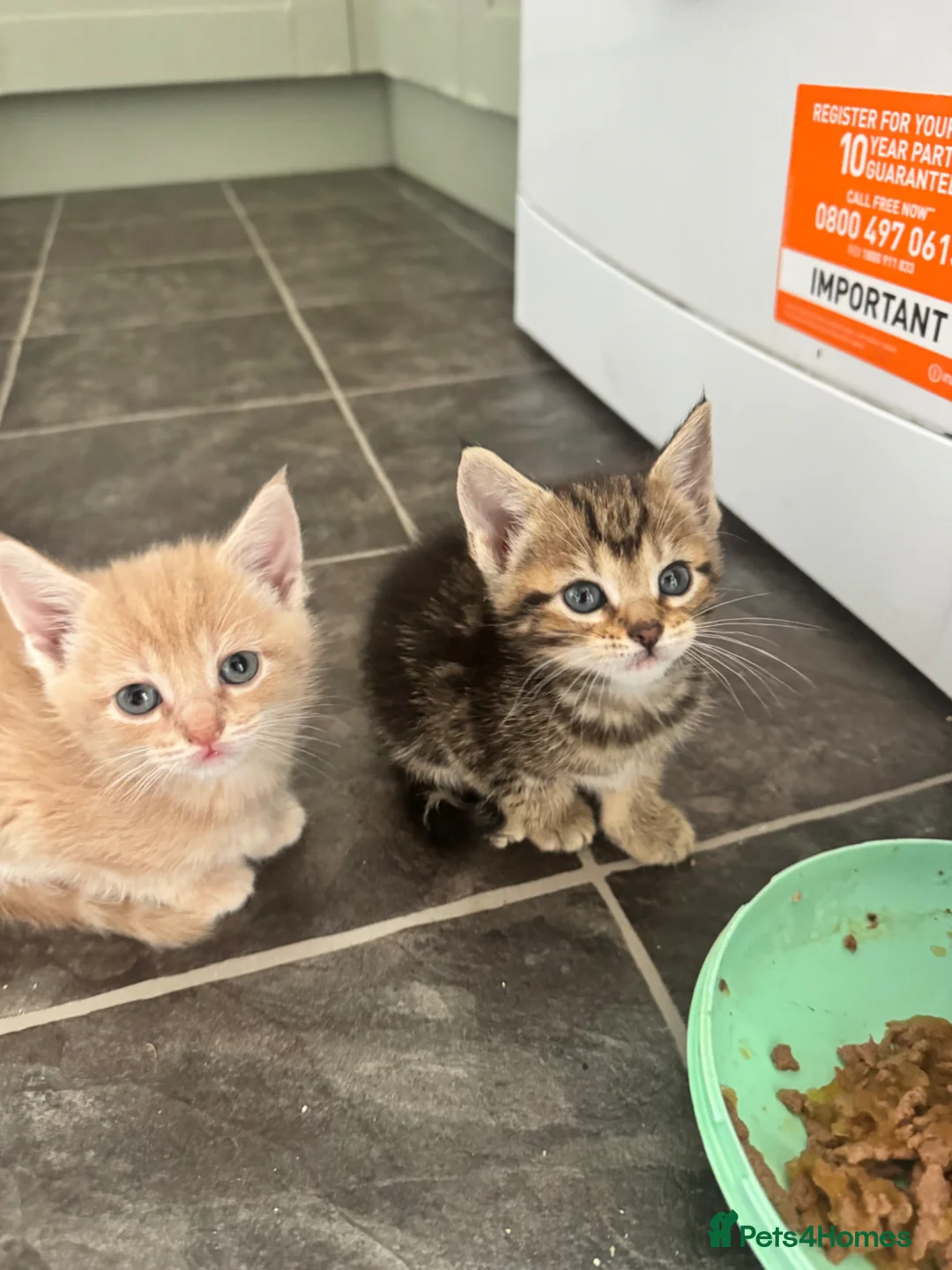 British Shorthair cats for sale: 5 BSH kittens looking for very good homes in Teignmouth - Advert 7