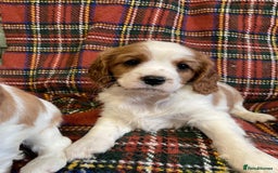 Cavalier King Charles Spaniel dogs for sale: Beautiful Cavalier King Charles KC Registered Pups - Image 10