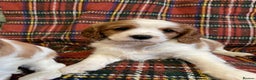 Cavalier King Charles Spaniel dogs for sale: Beautiful Cavalier King Charles KC Registered GIRL - Advert 10