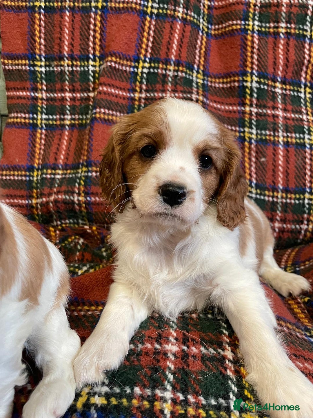 Cavalier King Charles Spaniel dogs for sale: Beautiful Cavalier King Charles KC Registered Pups - Image 10