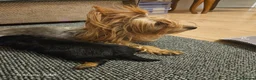Yorkshire Terrier dogs for sale: Beautiful Yorkshire Terrier Puppy –Lola 🐾💗 - Advert 3