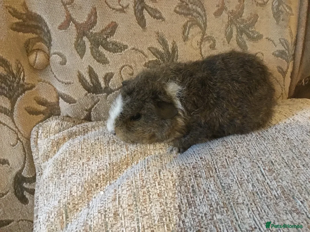 Guinea Pig rodents for sale: Selection of baby females  - Advert 6