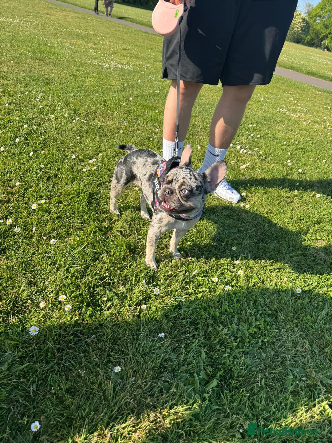 French Bulldog dogs for sale: 2 years 1 month - Advert 2