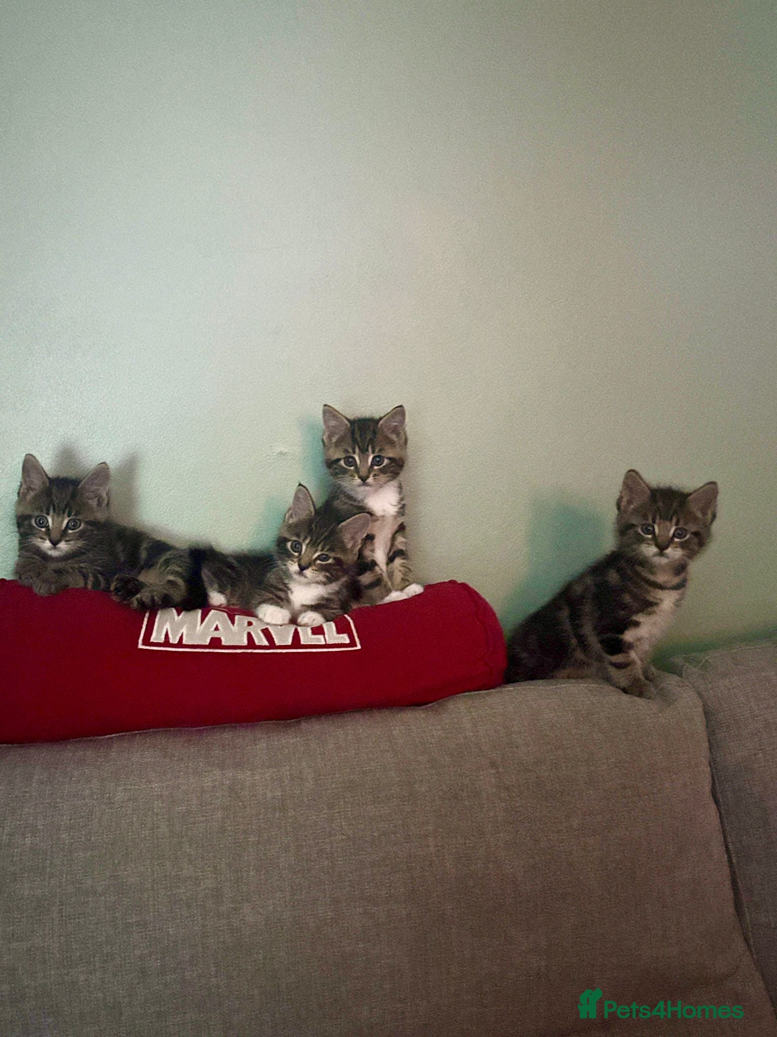 Maine Coon cats 4 beautiful Maine Coon CROSS kittens for salefor - Advert 5