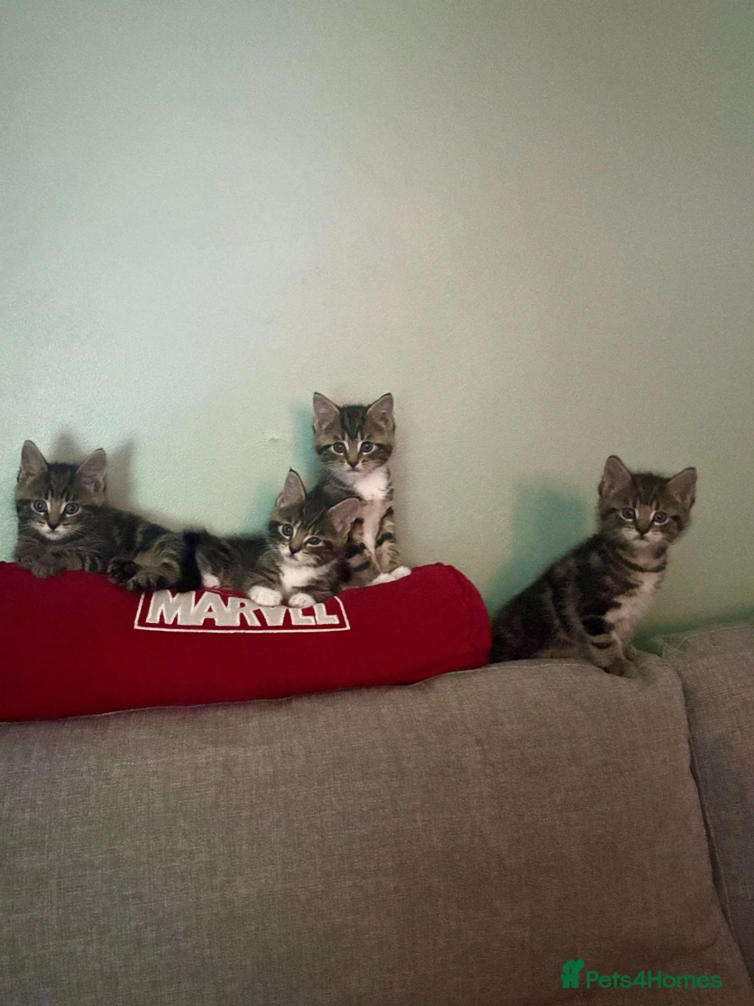 Maine Coon cats for sale: 4 beautiful Maine Coon CROSS kittens for salefor - Advert 1