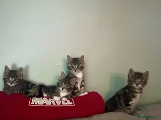 Maine Coon cats 4 beautiful Maine Coon CROSS kittens for salefor - Advert 6