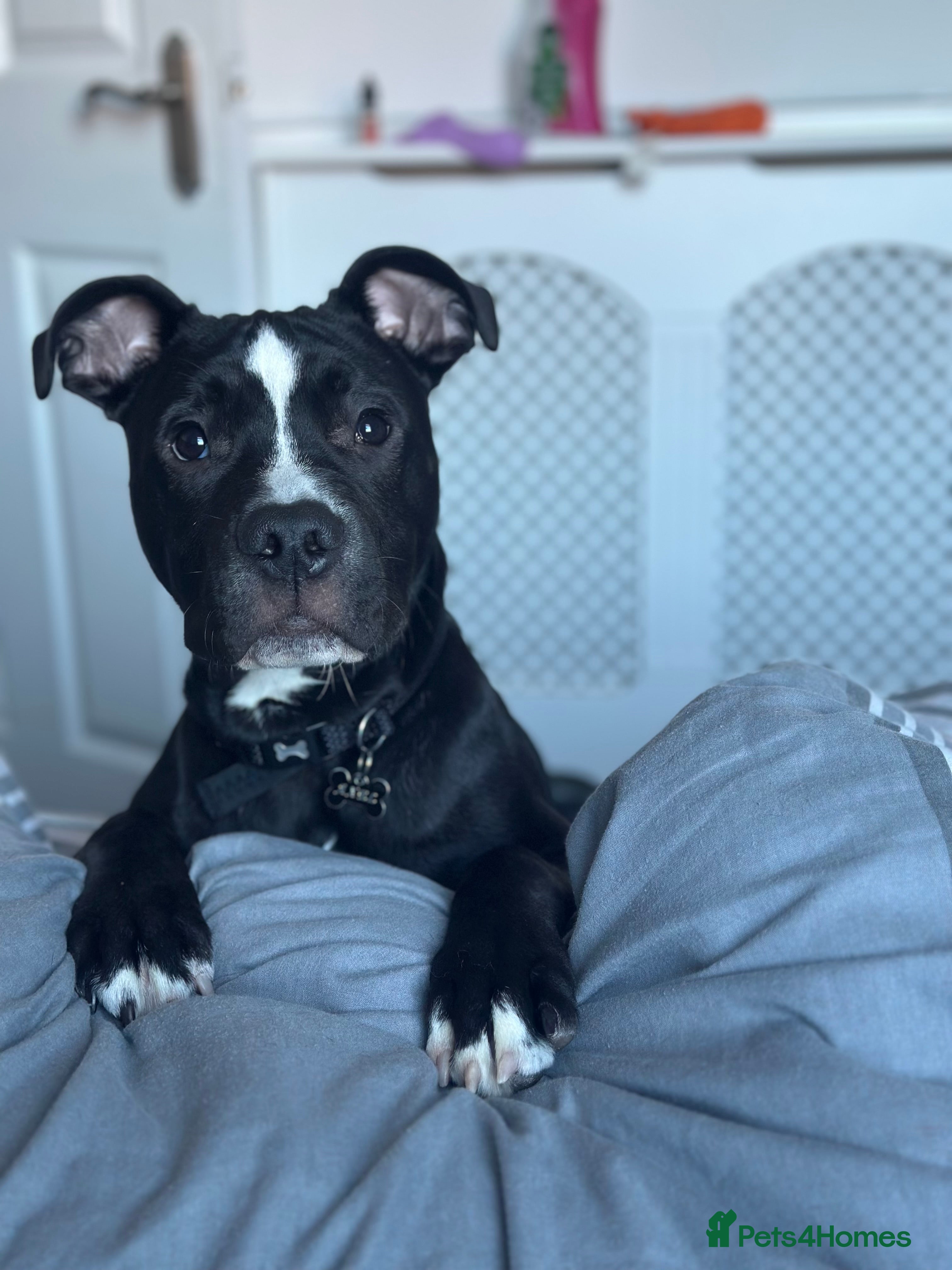 Staffordshire Bull Terrier dogs Axel is looking for his forever home  - Advert 17