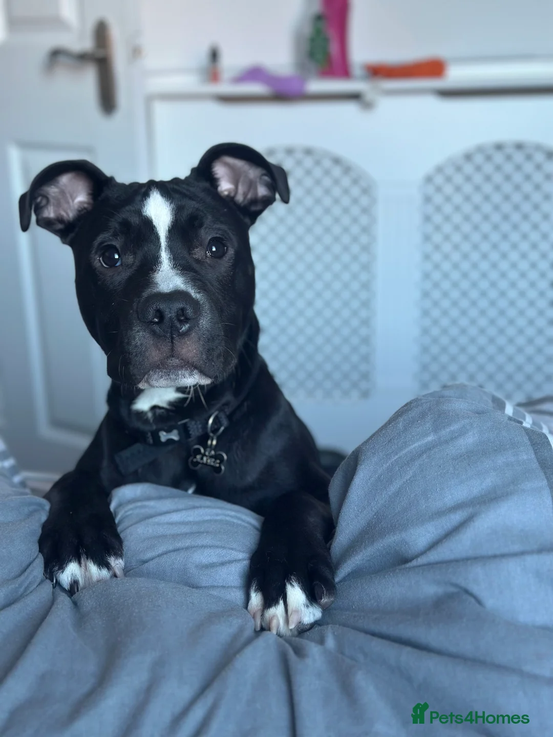 Staffordshire Bull Terrier dogs for sale: Axel is looking for his forever home  - Advert 1