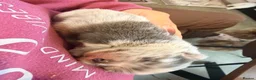 Pomeranian dogs for sale: 💙 Blue Merle Teddy Bear Pomeranian Boy 🧸 in Oldham - Advert 10