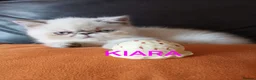 Exotic cats for sale: EXQUISITE GCCF PERSIAN EXOTIC BABIES - Advert 12