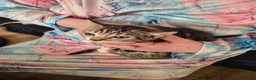 Mixed Breed cats for sale: BEAUTIFUL TABBY KITTENS - Advert 6