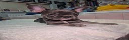 French Bulldog dogs for sale: Two Stunning Frenchie girl puppies left! - Advert 6