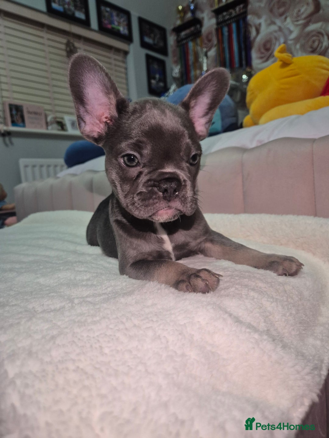 French Bulldog dogs for sale: Two Stunning Frenchie girl puppies left! - Advert 6