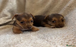 Jack Russell dogs for sale: Stunning Minature Jack Russell - Image 6