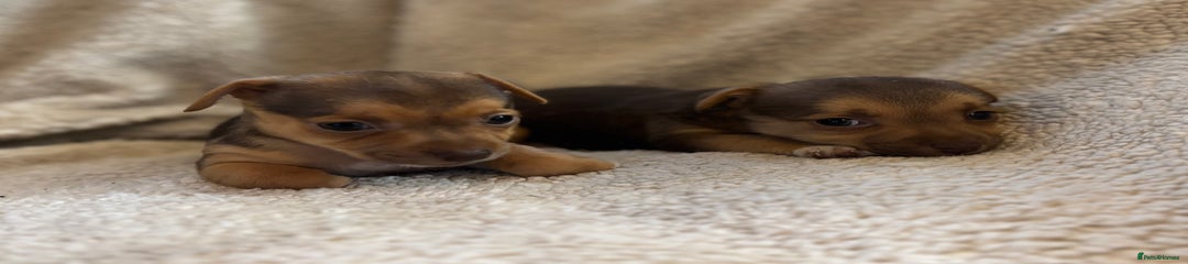 Jack Russell Puppy 5