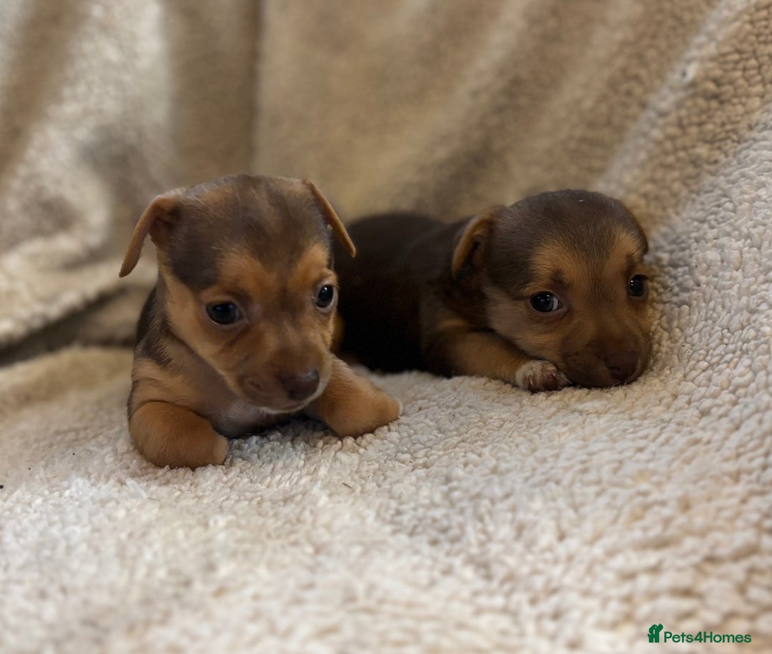 Jack Russell dogs for sale: Stunning Minature Jack Russell - Image 6
