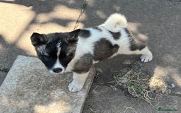 Akita dogs for sale: Ready Now! American Akita Puppies in Liverpool - Image 19