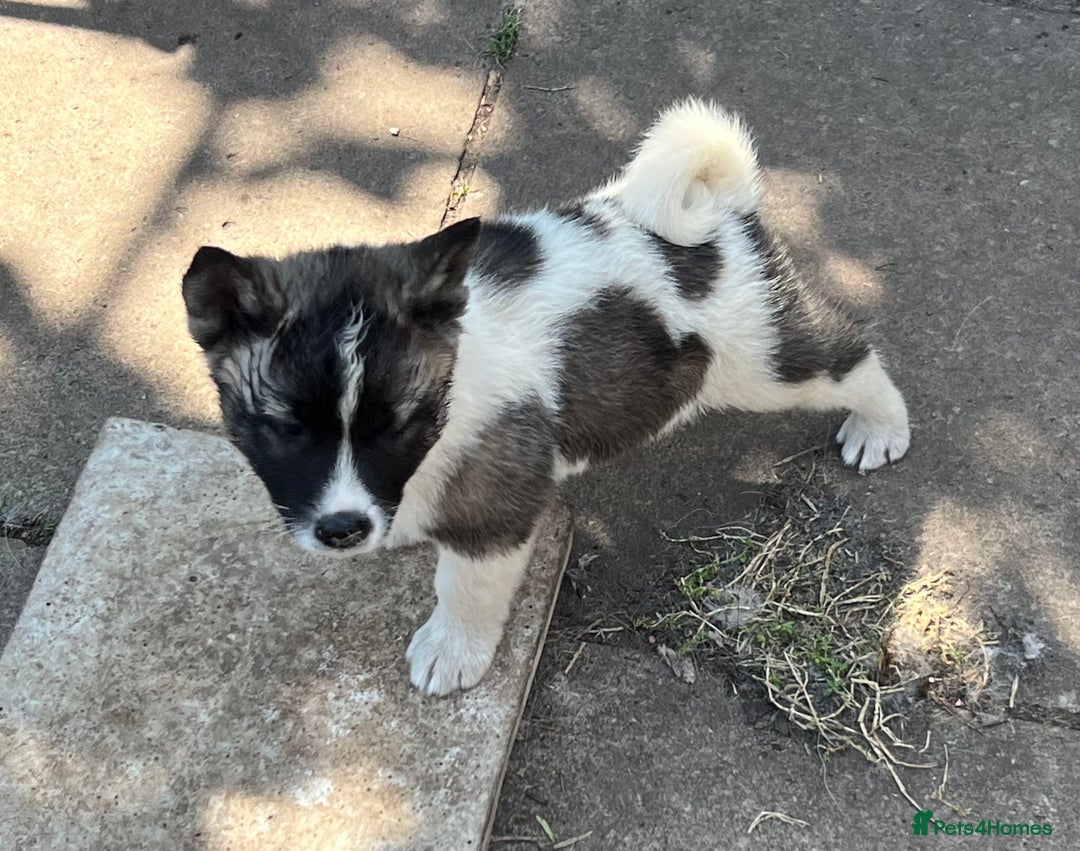 Akita dogs for sale: Ready Now! American Akita Puppies in Liverpool - Image 19