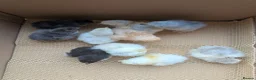 Chickens poultry for sale: Pekin bantam day olds - lots of colours  - Advert 10