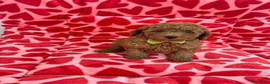 Toy Poodle 3