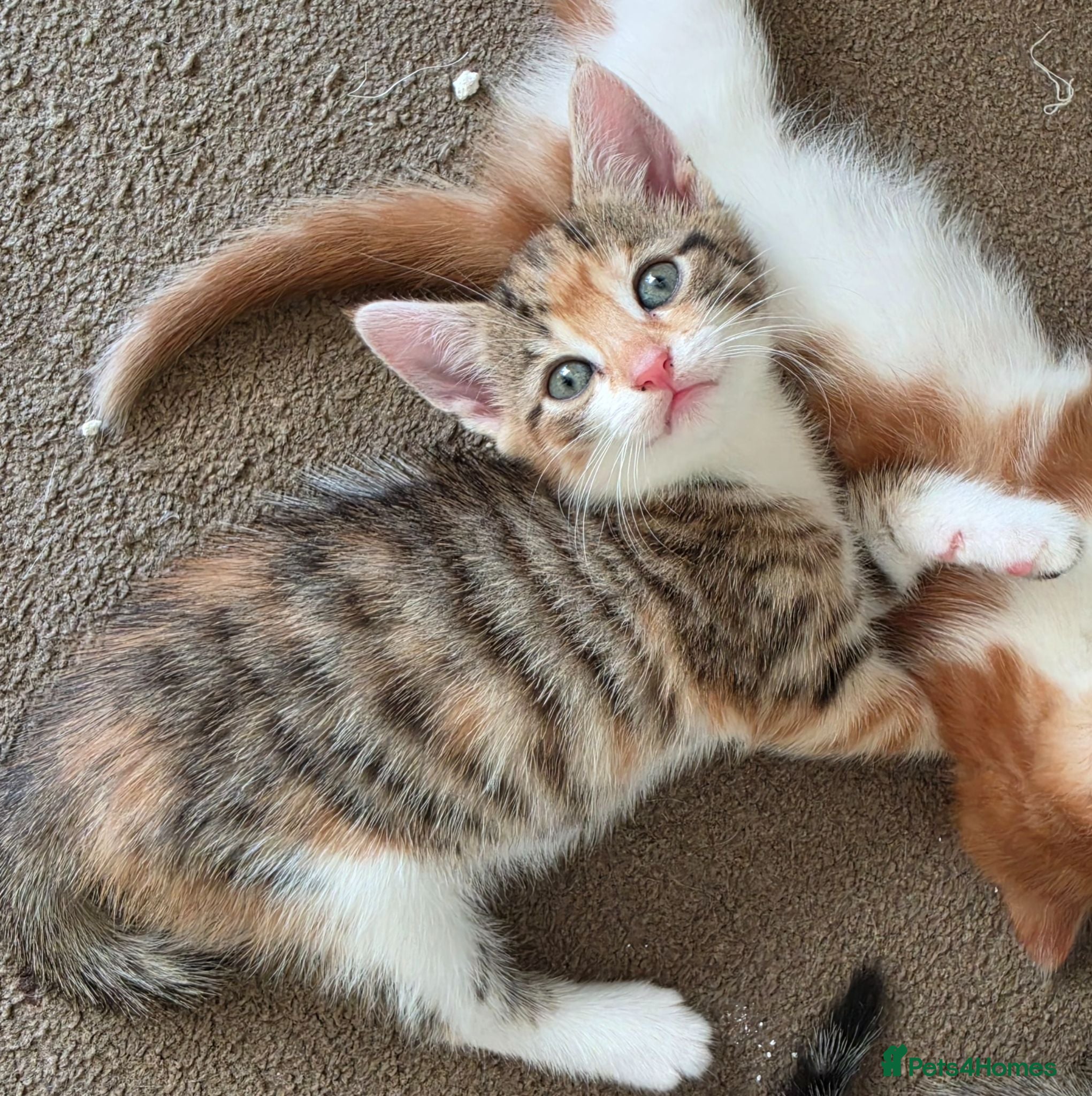 Mixed Breed cats Every Colour Imaginable! Bo's blue-eyed Beauties - Advert 14