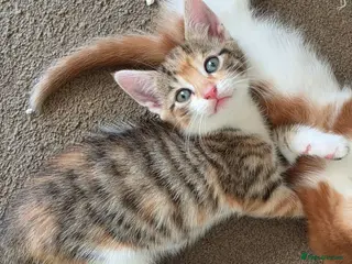 Mixed Breed cats Every Colour Imaginable! Bo's blue-eyed Beauties - Advert 14