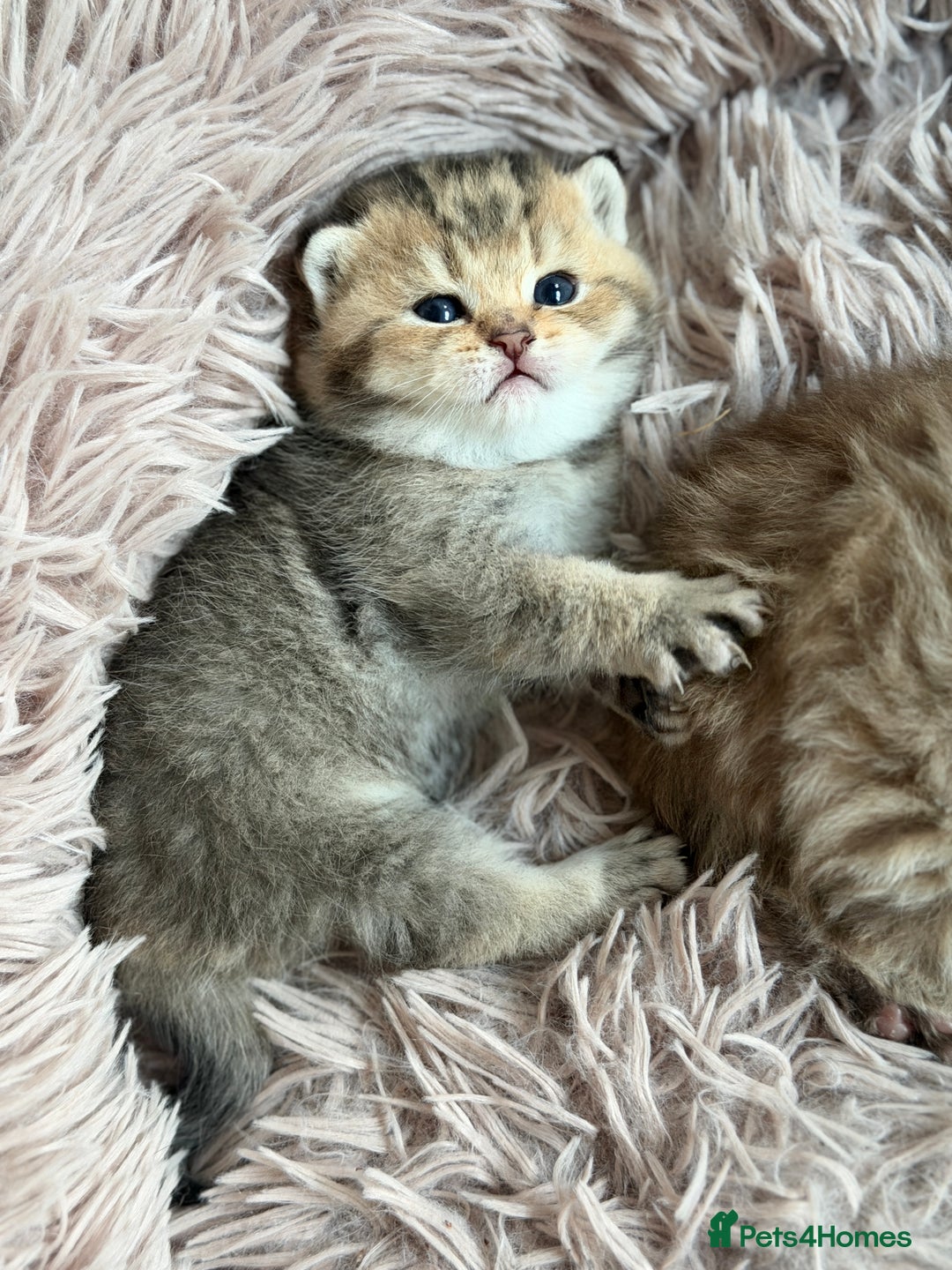 British Shorthair cats for sale: Beautiful British Shorthair Kittens – 5 Available - Advert 13