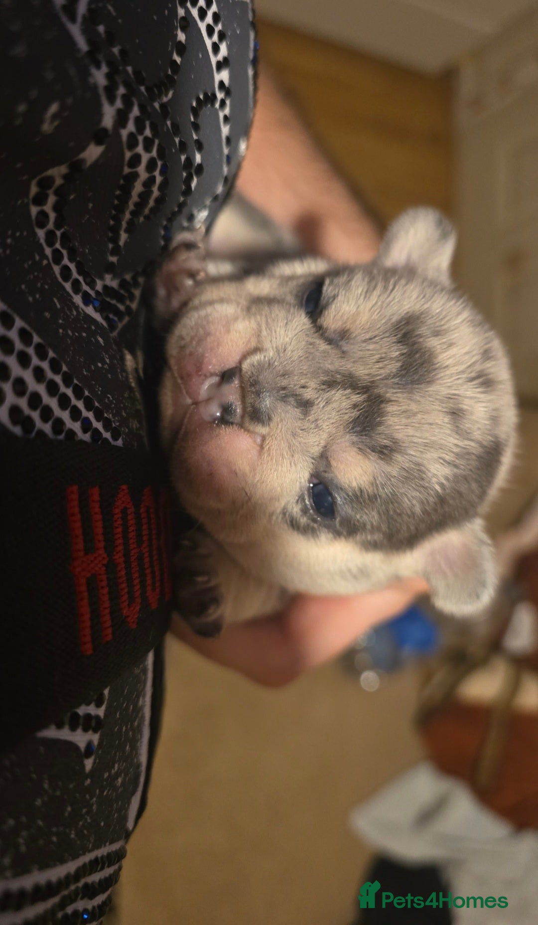 French Bulldog dogs for sale: French bulldog Puppy  😍 - Advert 15