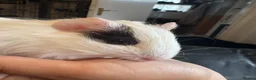 Guinea Pig rodents for sale: Pair of baby boar guinea pigs🩵  - Advert 7