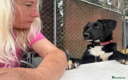 Mixed Breed dogs for adoption: Barney - Norwich norfolk  - Image 30